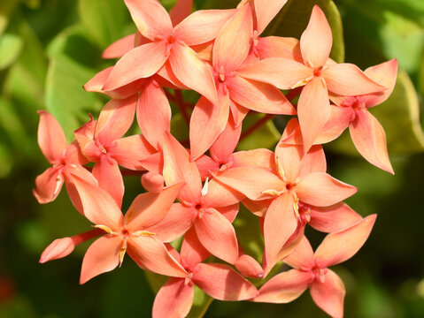 Jungle geranium Ixora coccinea closeup on orange coloured flowers