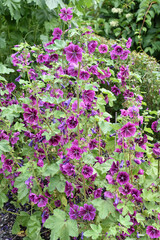 Obraz premium Common hollyhock althaea rosea purple flowers