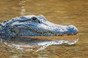 Obraz premium Alligator closeup in the Florida Everglades reflection in the water. 