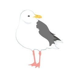 オオセグロカモメのイラスト