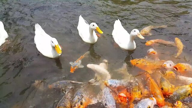 White duck and many fish swimming together in a pond. A group of colorful fancy carp fish swimming in the water pond.