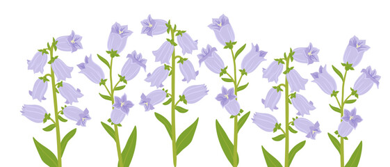 campanula champion, vector drawing bell flowers at white background, hand drawn botanical illustration