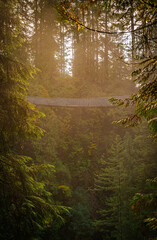 Sunrise light at the famous Capilano Suspension Bridge Park on a foggy morning, suspended walking...