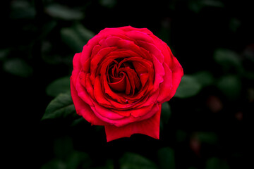 赤いバラの花　ダーク