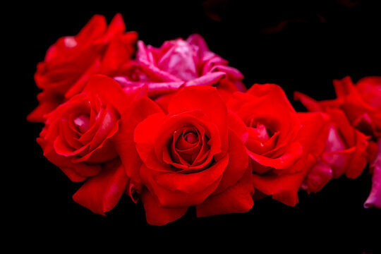 	赤いバラの花束　ダーク