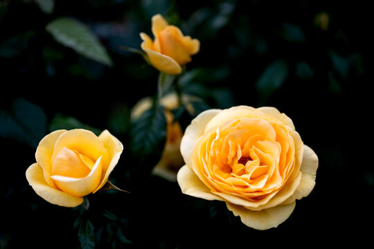 	黄色い薔薇の花　ダーク
