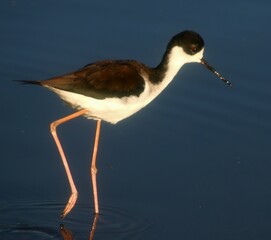 A Stilt Wading Through Water