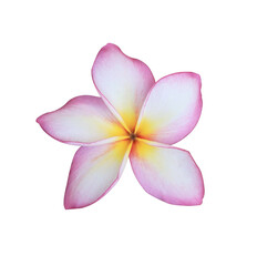 Plumeria or Frangipani or Temple tree flower. Close up single pink-yellow frangipani flowers isolated on transparent background.