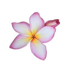 Plumeria or Frangipani or Temple tree flower. Close up single pink-yellow frangipani flowers isolated on transparent background.	