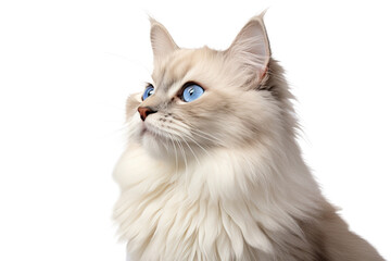 Fototapeta premium Close-up of a kittenin front of a white background