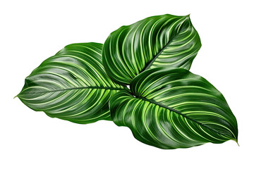 Calathea foliage, Exotic tropical leaf, Large green leaf, isolated on white background with clipping path