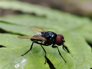 fly on leaf