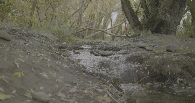 Fall Stream V-Log