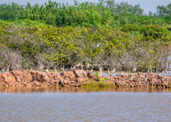 Wild snipes in Xuan Thuy National Reserve, Namdinh