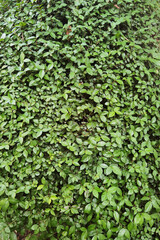 close up of tree with green leaf in the garden