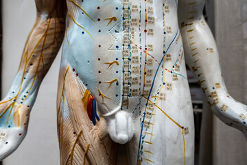 Odense, Denmark Acupuncture points on a male mannequin.