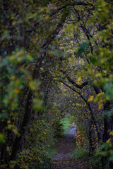 Bjert, Denmark A path through the bushes inside the Sonder Bjert Church cemetery in the autumn.