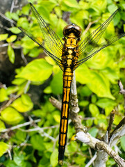 close up of dragonfly