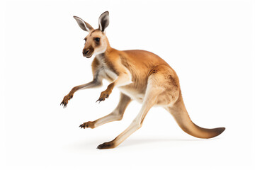 Jumping Kangaroo isolated on white, side view