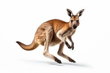 Naklejka na ściany i meble Jumping Kangaroo isolated on white, side view