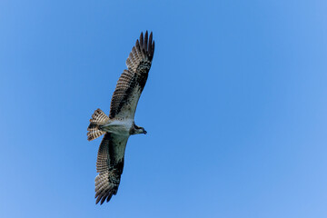 osprey in flight