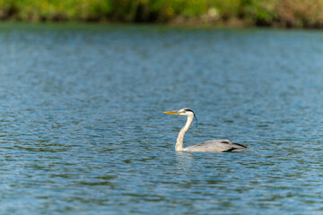 Grey heron in the water 