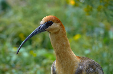 bird Black-Faced Ibis Feeding in Patagonian Grasslands