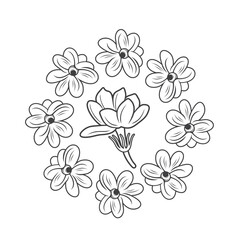 illustration of jasmine, flower, vector art.