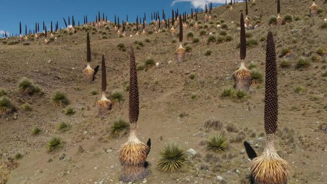 A Puyas de Rimondi forest observed from a drone in the Andean highlands of Ancash, Peru.