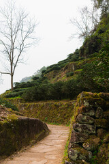 The tea plantations on the cliff terraces of Wuyishan Scenic Area, Fujian, China