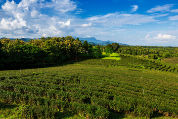 Fototapeta na wymiar Beautiful landscape view of choui fong tea plantation with blue sky in the late afternoon at Maejan, Chiangrai province, Northern of Thailand