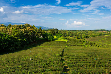 Beautiful landscape view of choui fong tea plantation with blue sky in the late afternoon at Maejan, Chiangrai province, Northern of Thailand