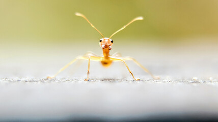 a perfect closeup macro shot of a red ant with black eyes and long antennae looking directly at the camera 