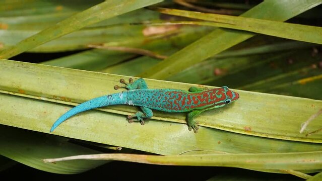 Turquoise colored ornate day Gecko endemic species of Mauritius in natural environment 