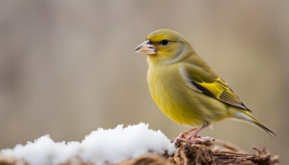 Obraz premium yellow wagtail on a branch with snow