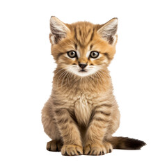 sandcat kitten isolated on transparent background,transparency 