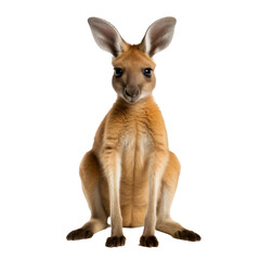baby kangaroo isolated on transparent background,transparency 