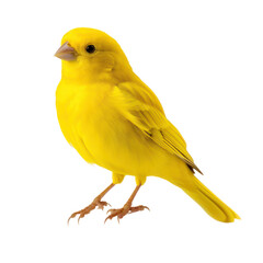 canary bird isolated on transparent background,transparency 