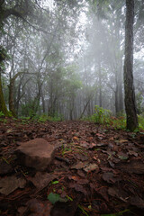 Cold afternoon and a path in the eerie forest. Morelia. Hiking. Nature.