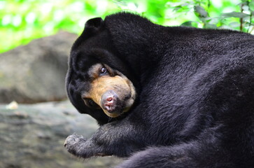 Malayan Sun Bear, the smallest bear in the world. The body is about 1 meter long. with short fur, black mixed with brown, U shape fur on the chest and soft white from the eyes to the nose's tip.