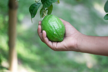A man is holding lemon fruit with his hand and green background