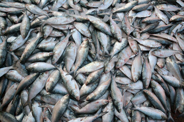 Hilsha fish is very delicious fish in south asia