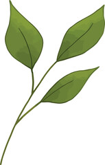 Leaves elements. Garden floral plants vector illustration.