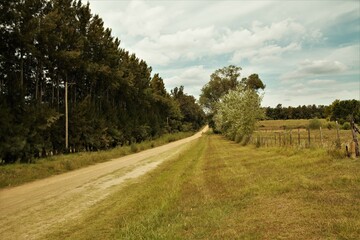 Dirt road between the sky and the trees