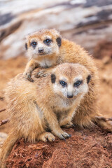 A group of cute meerkats. Meerkat Family are sunbathing.