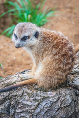 Meerkat, Suricata suricatta, on hind legs. Portrait of meerkat standing on hind legs with alert expression. Portrait of a funny meerkat sitting on its hind legs.