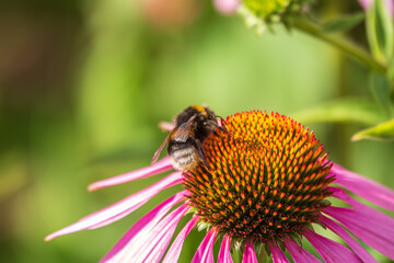 A closeup shot of a bee collecting pollen on a purple echinacea flower
