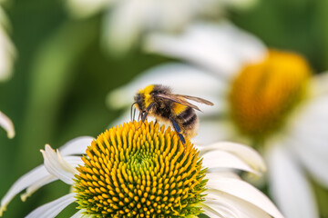 A closeup shot of a bee collecting pollen on a white echinacea flower