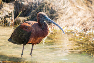 The glossy ibis, latin name Plegadis falcinellus, searching for food in the shallow lagoon.