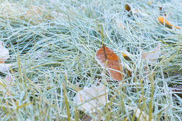 Autumn leaves are lying on the green grass covered with frost.
